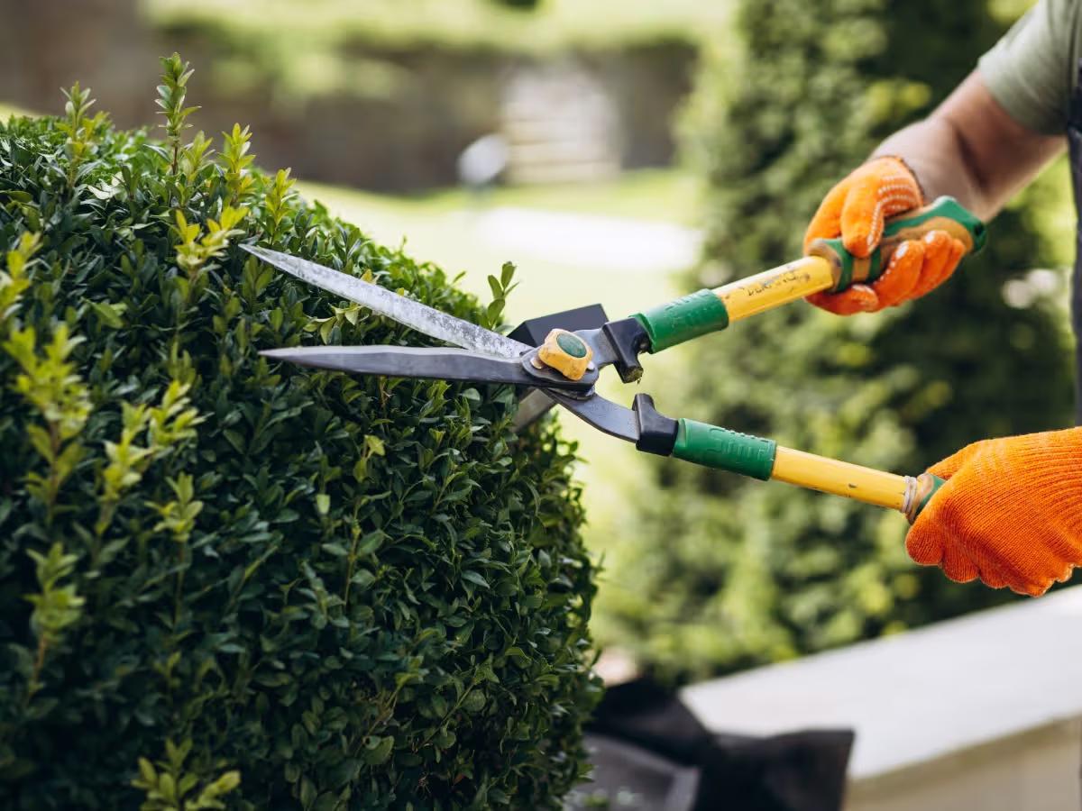 Professional hedge trimming service in Gore, Southland